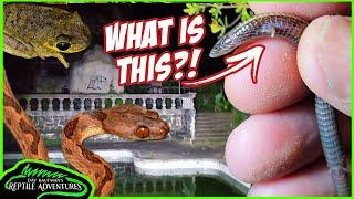 ABANDONED NARCOS MANSION IN COLOMBIA! FINDING WEIRD REPTILES!