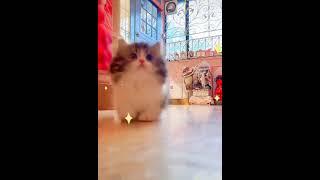 Cute and Funny Cat Compilation #shorts