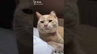 cat syncs perfectly with windows shutdown #shorts