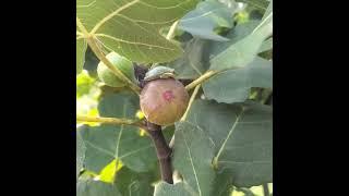 Found a rare fig frog today! #foodforrest #figtree