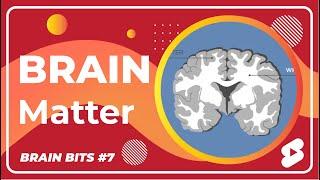 White Matter Vs. Gray Matter - What's the Difference? - Brain Bits