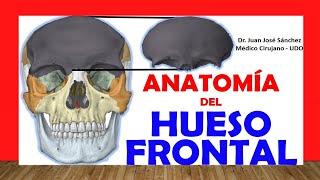 HUESO FRONTAL, Anatomía. Fácil, Rápido y Sencillo