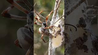 Giant spider egg sac #shorts #shortsfeed #shortsvideo