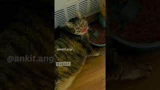 khane pine pe rok tok  …….#angvines #funnyanimalvideos #funnycats #short #shorts