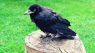 Pet Crow's first Summer