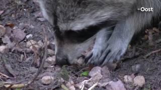 Sporen liegen niet: wasbeer gesignaleerd in bossen rondom Deventer