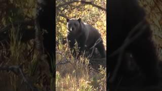 Grizzly bear with a cub on a carcass. Wyoming USA. #wildlife #grizzlies #bear  #nature