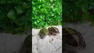 Wait for it!!  #frog #fight #animals #nature #foryou #shorts #beautiful #viral