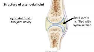 Structure of a Synovial Joint