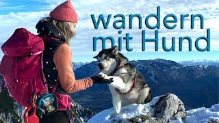 Was du beim Wandern mit Hund beachten solltest