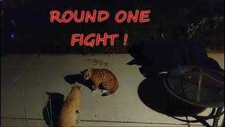 Street Fighter Cats "Ken VS E. Honda"