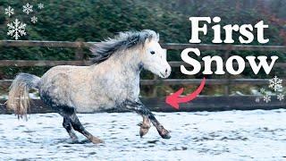 MINI PONY'S FIRST SNOW | This Esme