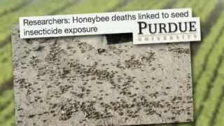 Killing Bees - Are Government And Industry Responsible - Earth Focus