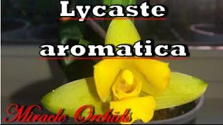 Lycaste aromatica - orchid species