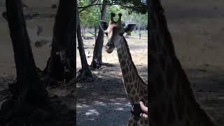 giraffe play mania