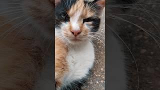 Cat#tiktok trend#subscribe