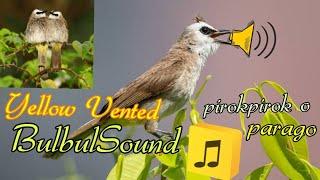 YELLOW VENTED BULBUL SOUND(pirok pirok o pago o parago)