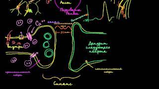 Межнейронные химические синапсы