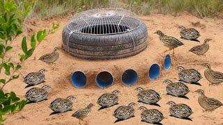 Easy Quail Trap - Build Underground Quail Trap​​ Using Pipe 5PVC Car Wheel & Electric fan #bird trap