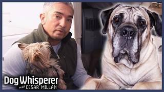 145 Pounds of Unsocialized Dog Learns To Be In Pack! | Dog Whisperer With Cesar Millan