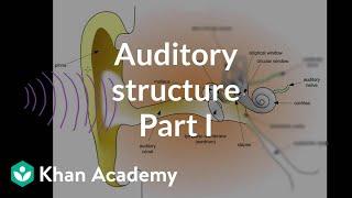 Auditory structure - part 1 | Processing the Environment | MCAT | Khan Academy