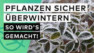 Pflanzen richtig überwintern ️ So bringst du deine Gartenpflanzen sicher durch den Winter