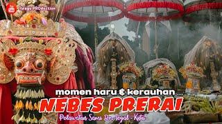 Momen HARU & KERAUHAN Saat PROSESI NEBES Barong Selem & Pelawatan Sami | Banjar Tegal Kuta - Bali