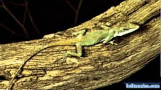 Anole Color Change | Encyclopaedia Britannica