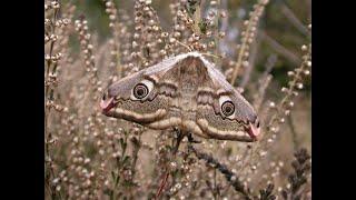 The Emperor Moth