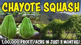 Chayote Squash (Chow Chow) Farming | How to grow Chayote squash from Seed at Home