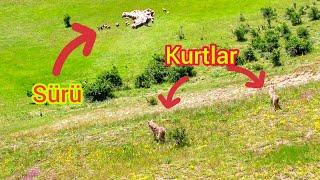 2 KURT KOYUN SÜRÜSÜNÜN ETRAFINI SARDI ~BU GÖRÜNTÜLER TÜRKİYE'DE İLK KEZ ÇEKİLDİ~WOLF ATTACK