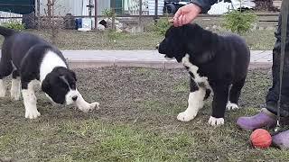 щенки среднеазиатской овчарки. девочки 2.5 месяца