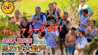 Amazing! Foreign tourists couldn't help but let out loud cheers! Arashiyama, Kyoto, Japan.