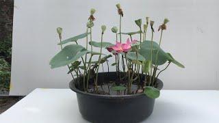 After the lotus flower fades | grow lotus plant at home