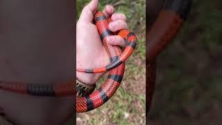 In_love_with_this_Honduran_Milksnake__@australianreptilepark_#Yeeeeeew #wildlife #reptiles