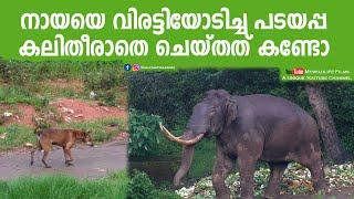 Padayappa Wild Elephant Angry After Seeing Street Dog | Munnar |Wild V/S Street Animals |Wild Tusker