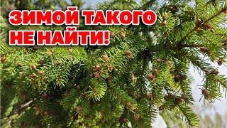 СОБИРАЙ СЕВЕРИХУ ЕЛОВУЮ ДЛЯ ЧИСТЫХ СОСУДОВ ЗДОРОВЬЯ И ДОЛГОЛЕТИЯ@natureMarusya