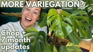 Improving Variegation? Cutting up my Monstera aurea with 7 months of updates | Plant with Roos