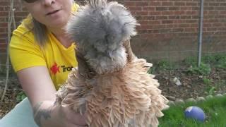 Our Show Quality Silkie Chickens