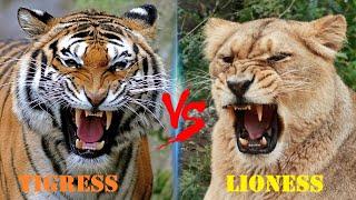 Tigress VS Lioness || Tigress VS Lioness Who is The Real Queen Of The Jungle?