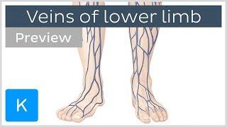 Veins of the lower extremity (preview) - Human Anatomy | Kenhub