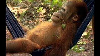 Noddy's First Day at School | Orangutan Diary | BBC Earth