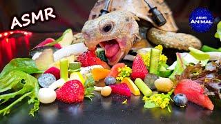 ASMR Mukbang Eating Food  Turtle Tortoise 160