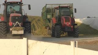 Silo pit: Loading, tamping, two Amkodors and an MTZ 3022!