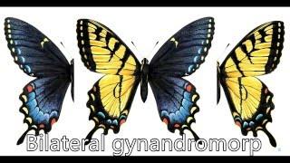 Freaky Friday: Bilateral gynandromorphism