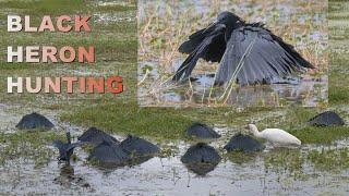 Black Heron and its unique fishing technique