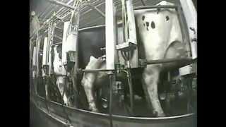 Dairy's Dark Side - Undercover Investigation