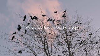 Where Do Crows Go To Sleep? An Incredible Sight to See in Vancouver