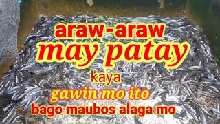 Paano maiwasan ang overfeeding.Paano mag-alaga ng hito.Concrete pond@hitokaalaman