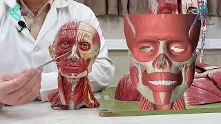 Persian Anatomy, Anatomy of the Muscles of face, آناتومی عضلات صورت